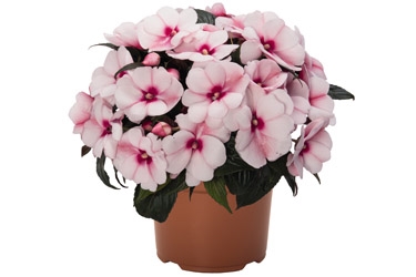 Tamarinda Cherry Blossom Variety Thumbnail.jpg